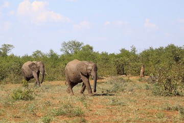 Afrikanischer Elefant / African elephant / Loxodonta africana