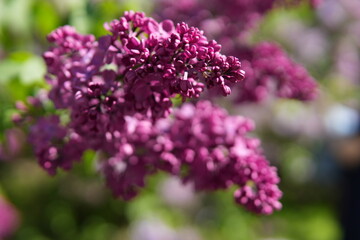 Dramatic Dark Pink Lilac Blossom Close-up on Sunny Spring Day