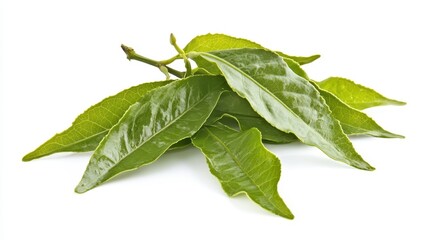 Obraz premium Khat Leaves: A Herbal Stimulant from the Arabian Peninsula - Exploring the Flora of Ethiopia