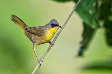 The grey-crowned yellowthroat, Geothlypis poliocephala, the family Parulidae