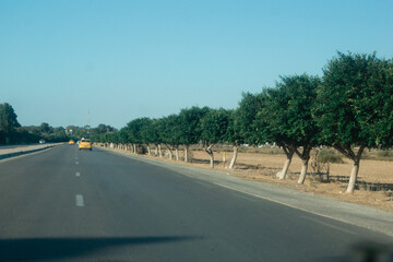 Serene Tree-Lined Avenue with Distant Yellow Taxis Under Blue Sky