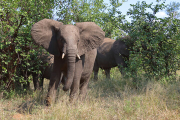 Afrikanischer Elefant / African elephant / Loxodonta africana
