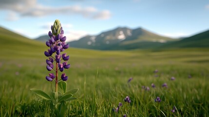 lavender field in the mountains