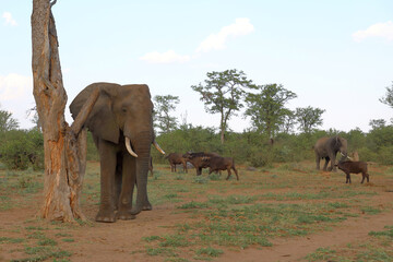Obraz premium Afrikanischer Elefant / African elephant / Loxodonta africana