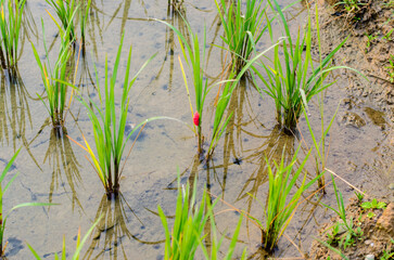 Rice field with green plants and a red indicator.