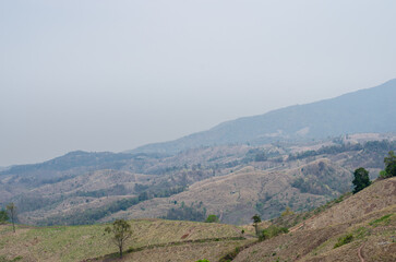 Obraz premium deforestation problems drought area