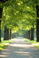 Fototapeta premium tree-lined path with soft sunlight filtering through creating dappled shadows along way