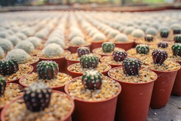 Cacti in pots arranged neatly in a greenhouse