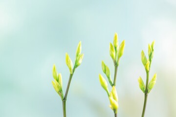 Fototapeta premium budding stems of spring plants reaching towards sky their vibrant green hues contrasting against blurred background