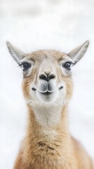 Obraz premium Playful Llama Portrait in Snowy Landscape. Possible stock photo use Wildlife, nature, animals, amusement