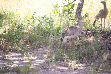 The red-legged seriema is a terrestrial predatory bird of the Cariamidae family.