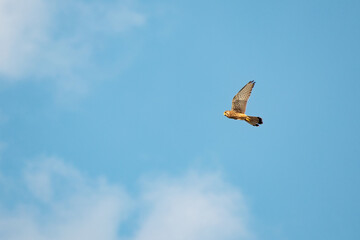 Majestic common kestrel Falco tinnunculus hovering in a clear blue sky with wings spread, displaying its mastery of flight