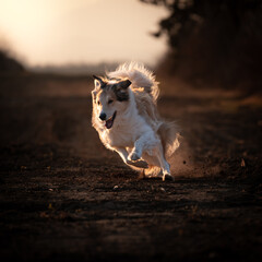 Hund in Action
