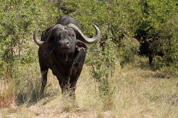 Kaffernb&uuml;ffel / African buffalo / Syncerus caffer