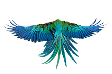 Fototapeta premium Beautiful feathers on the back of Harlequin Macaw parrot isolated on transparent background png file 