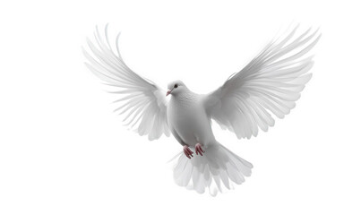 Obraz premium A white pigeon is flying