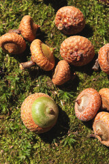 Forest&rsquo;s Promise