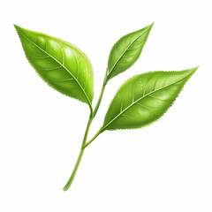 Fototapeta premium Realistic fresh green tea leaf sprig with three glossy leaves and a delicate stem, botanical illustration of herbal foliage for natural and organic themes, isolated on transparent background.
