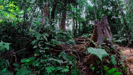 Beautiful Nature Green Forest - Nature Background