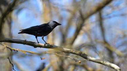 Eurasian Jackdaw on a plane tree branch. Corvus monedula, Platanus sp, Doué la Fontaine, Doué en...