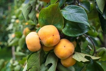 Persimmon tree fresh fruit that is ripened hanging on the branches in plant garden.