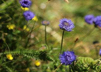 Closeup of Common Sheep's bit Scabious blooms, Devon, England

