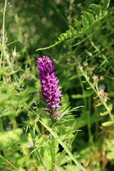Closeup of a Southern marsh orchid bloom, Devon, England
