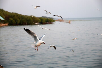 Flock of seagulls in flight against sky. Seagull is wings spread out about to land on water. White bird with dark grey wing tips, orange beak and legs. Birds in natural. Brown-headed Gull fly on sky
