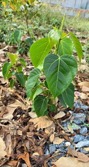 Small Bodhi tree growing in ground covered with dry leaves. Bodhi tree may have sprouted from seeds dropped by birds. Ficus religiosa is auspicious plant with heart-shaped leaves, Symbol of sacredness