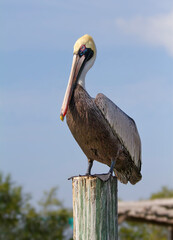 Brown pelican perched on a post in Florida