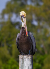 Brown pelican perched on a post in Florida