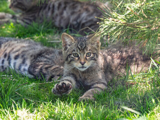 Scottish Wildcat Kitten in Grass © Stephan Morris 