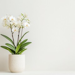 Obraz premium White Orchid in Beige Pot Against White Background