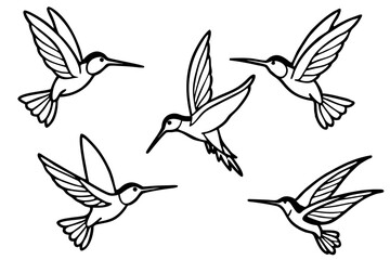Elegant Hummingbird Vector Set