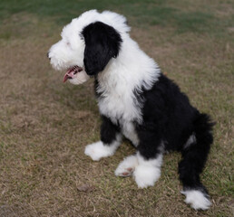 Fototapeta premium Sheepadoodle that is looking at something outside