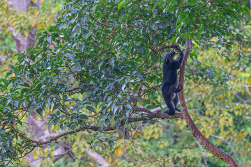 Binturong (Bear Cat) It belongs to the civet family. It has a large head, gray fur on the face, small round ears, a long body, and rough, black fur.