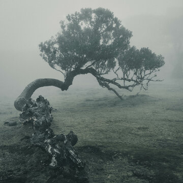 Fanal Forest