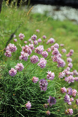 Obraz premium Patch of Thrift, Devon, England 