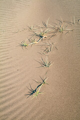 Patch of Grass Growing in Golden Sand Highlighting Resilience in a Desert Environment