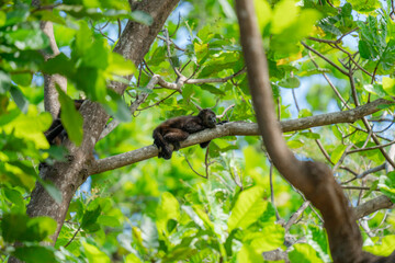 Baby howler monkey resting on a tree branch in a tropical rainforest