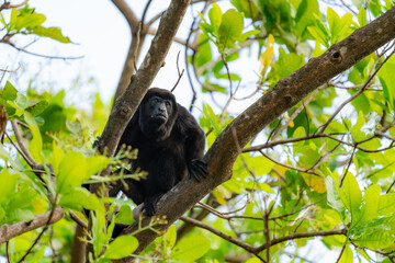 Howler monkey perched on a tree branch in a tropical rainforest