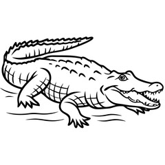 Crocodile 