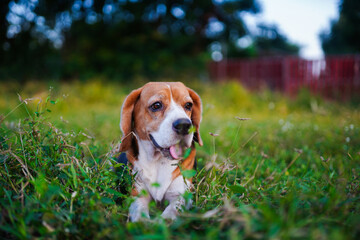 Beagle Dog Relaxing Outdoors on a Lawn in a Natural Setting