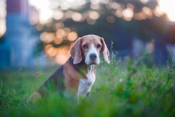 Adorable Beagle Dog Sitting in a Green Meadow at Sunset