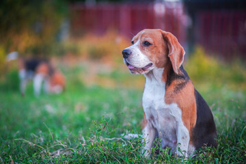 Beagle Dog Sitting on the Grass in a Sunny Green Backyard Landscape