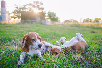 Beagle Dogs Relaxing on Grass during a Bright Sunny Afternoon Outdoors