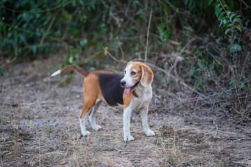 Beagle Dog Standing in Natural Outdoor Area with Green Vegetation in Background