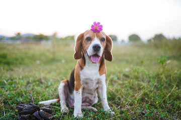 Beagle Dog Sitting Outdoors With a Flower Adorning Its Head in a Field