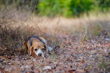 Beagle Laying on a Field With Focus on Its Thoughtful Expression