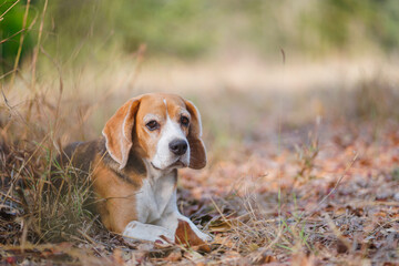 Beagle Laying on a Field With Focus on Its Thoughtful Expression